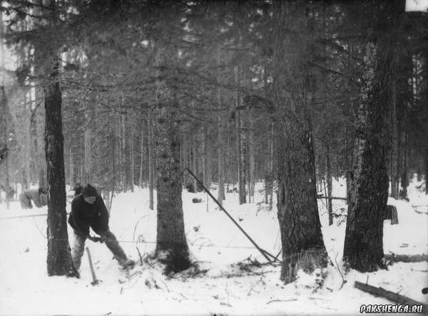 Валка леса пилой "Камнис" 1930-е годы